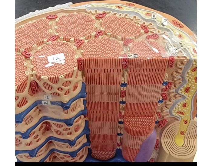 Muscle Cell Model 1 Quiz