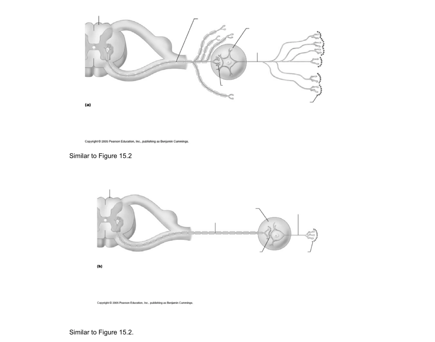 sympathetic-and-parasympathetic-pathways-quiz