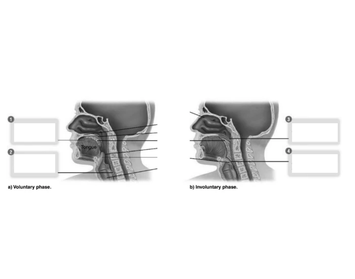 Swallowing Quiz Biology Diagrams