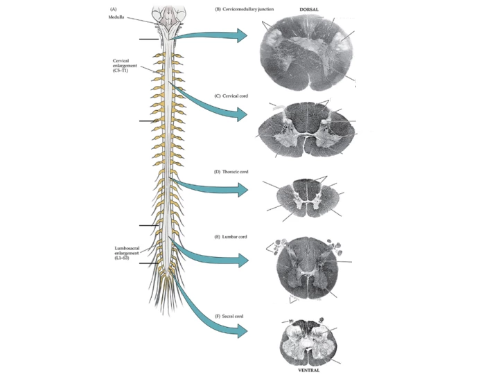 Myelinstained sections through spinal cord Quiz