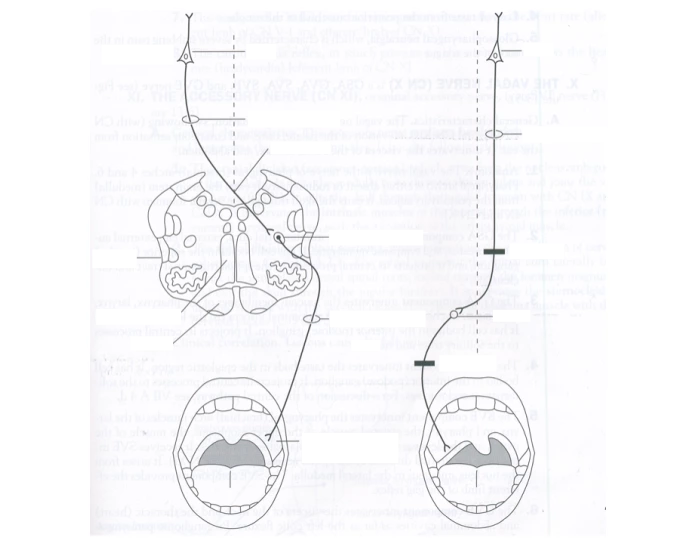 gag reflex diagram Quiz