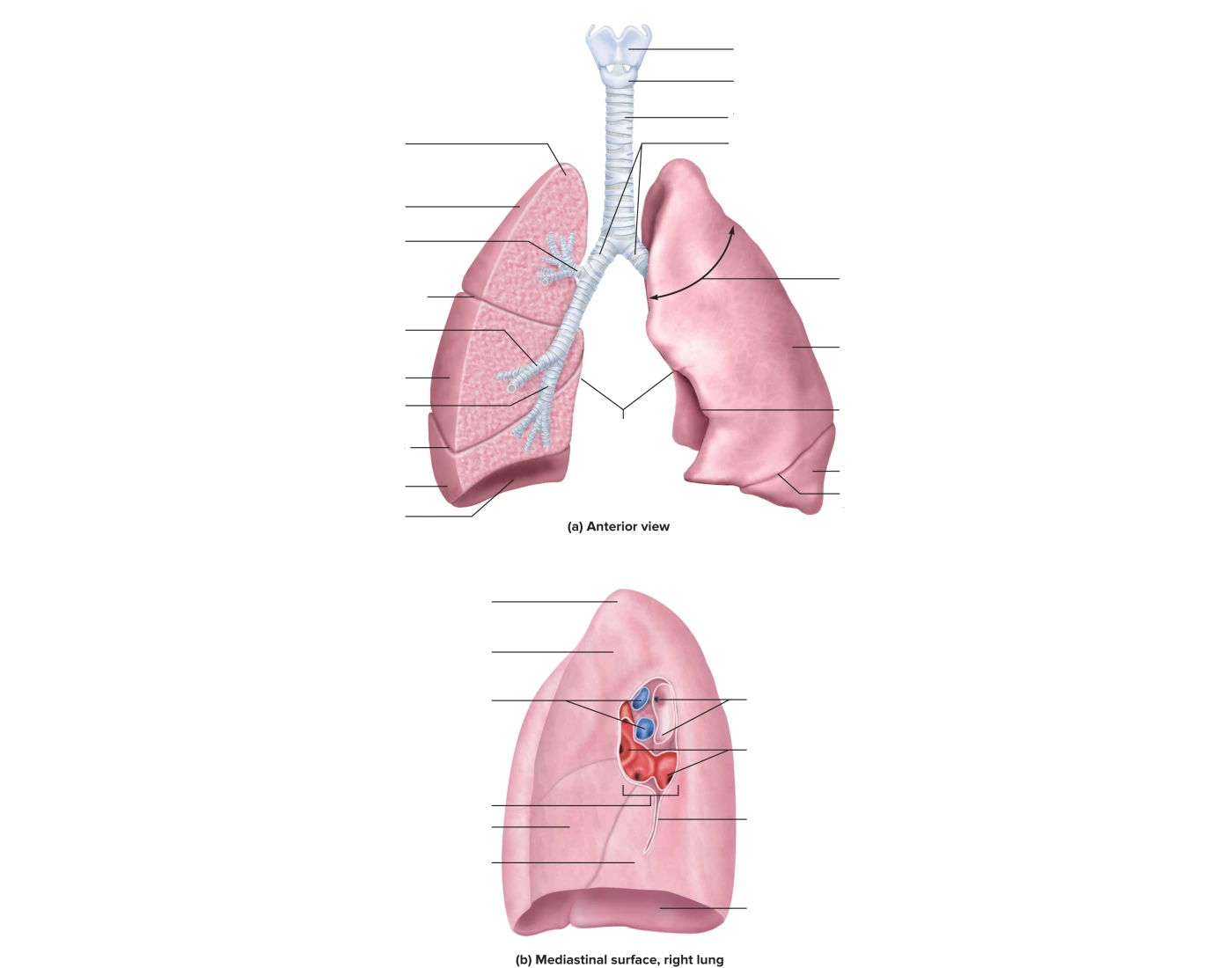 The Lungs and Bronchial Tree Quiz Biology Diagrams