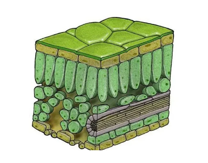 STRUCTURA UNEI FRUNZE Quiz