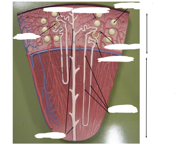 Nephron Worksheet.pdf Nephron labeled — Printable Worksheet
