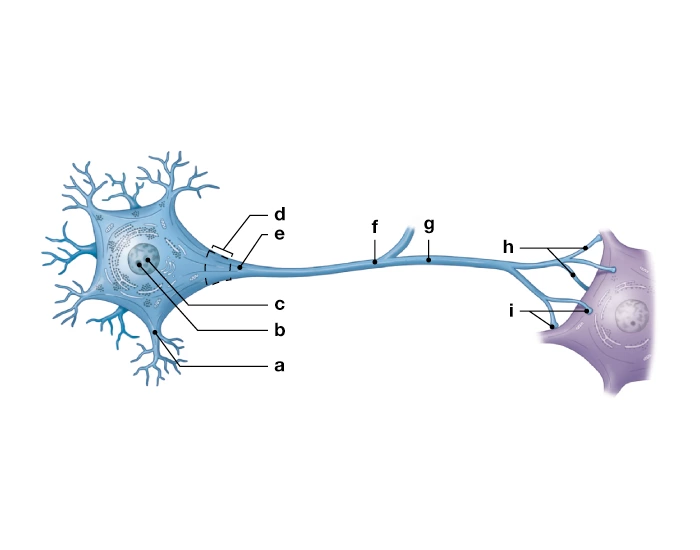 Parts of A Typical Neuron Quiz