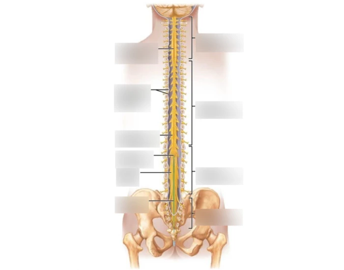 Whole Spinal Cord Printable Worksheet