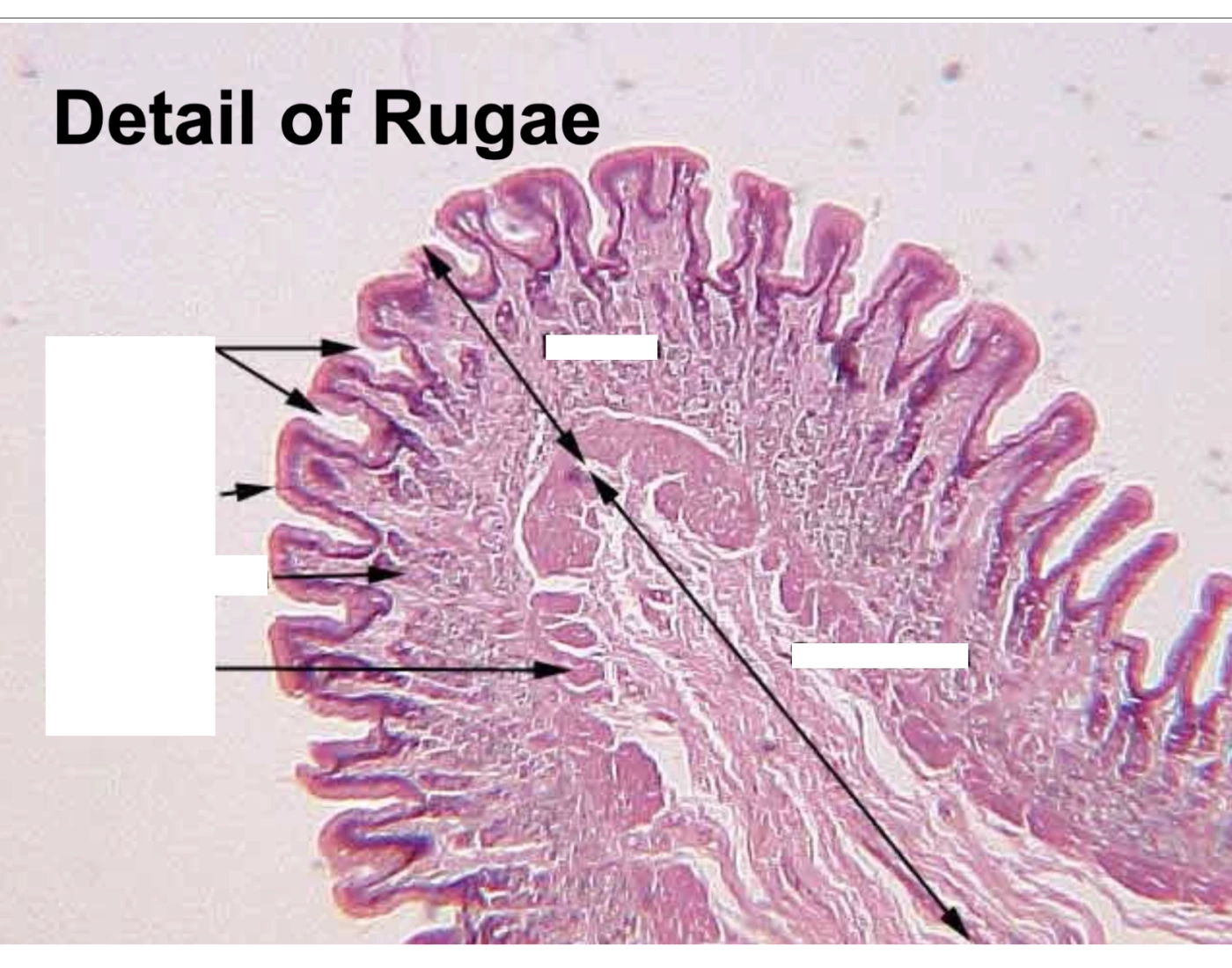 Rugae Histology Quiz