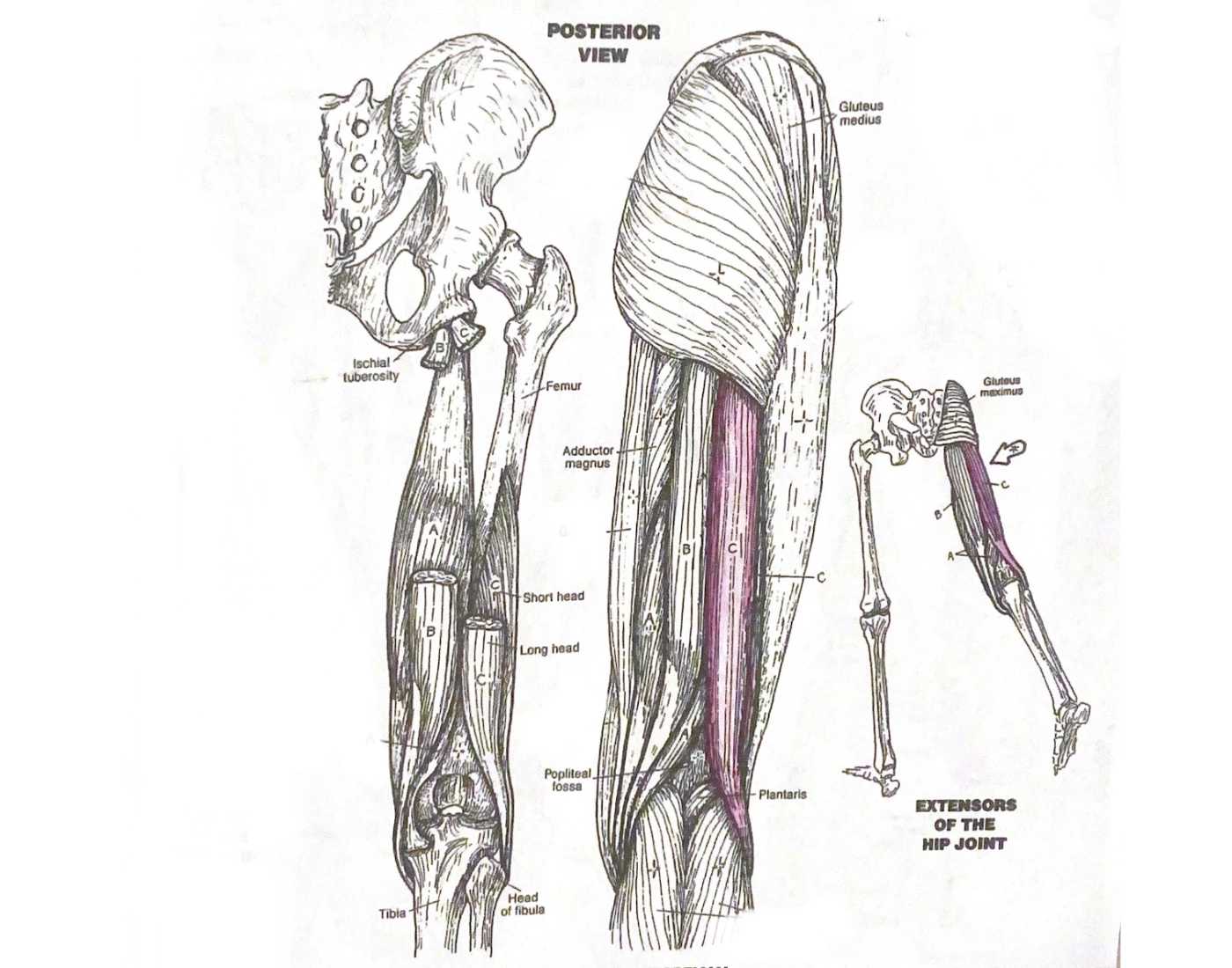 Hamstring Rear View Upper Leg, Posterior View (Hamstrings) Quiz