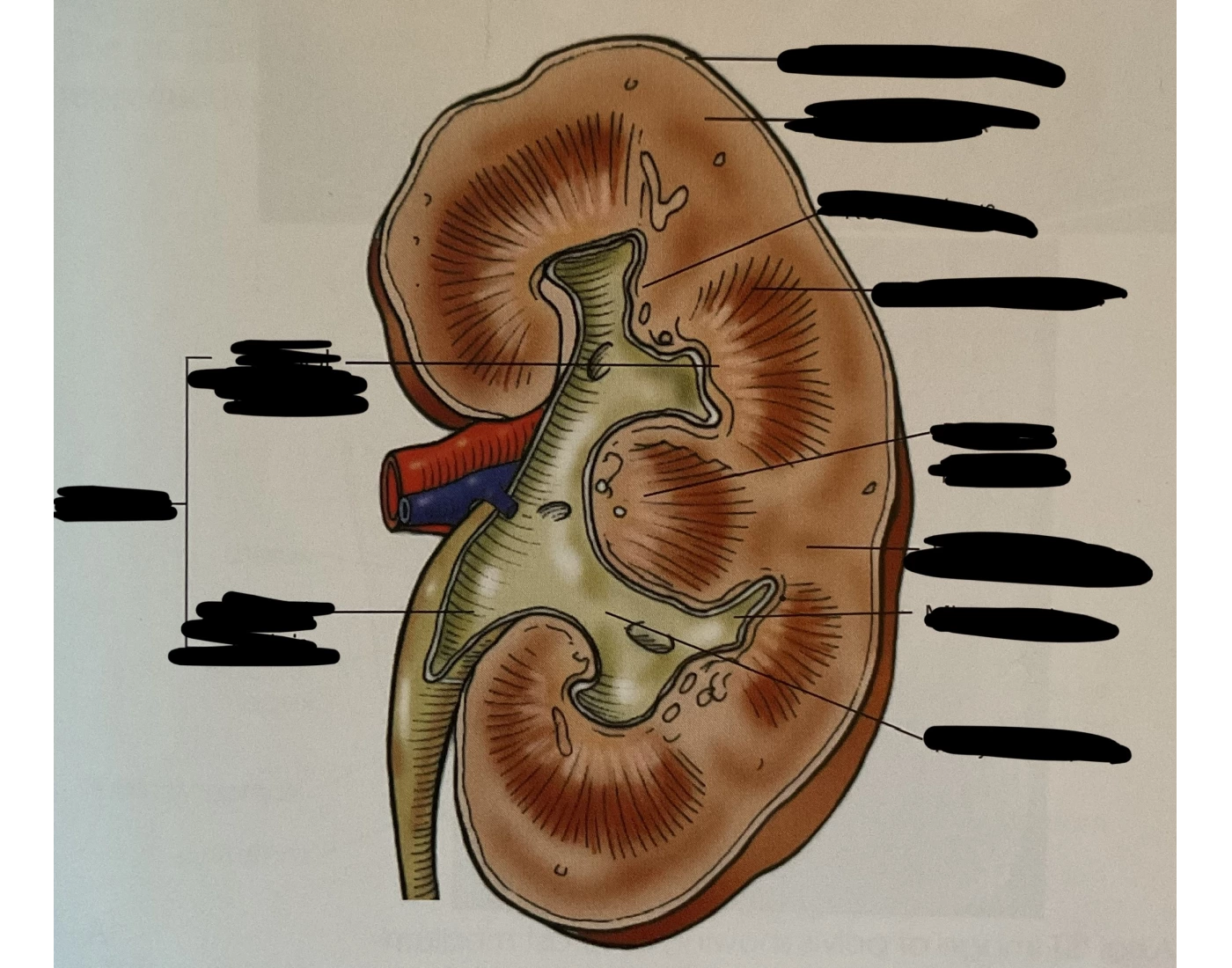 Midcornal Midcoronal section of kidney Quiz