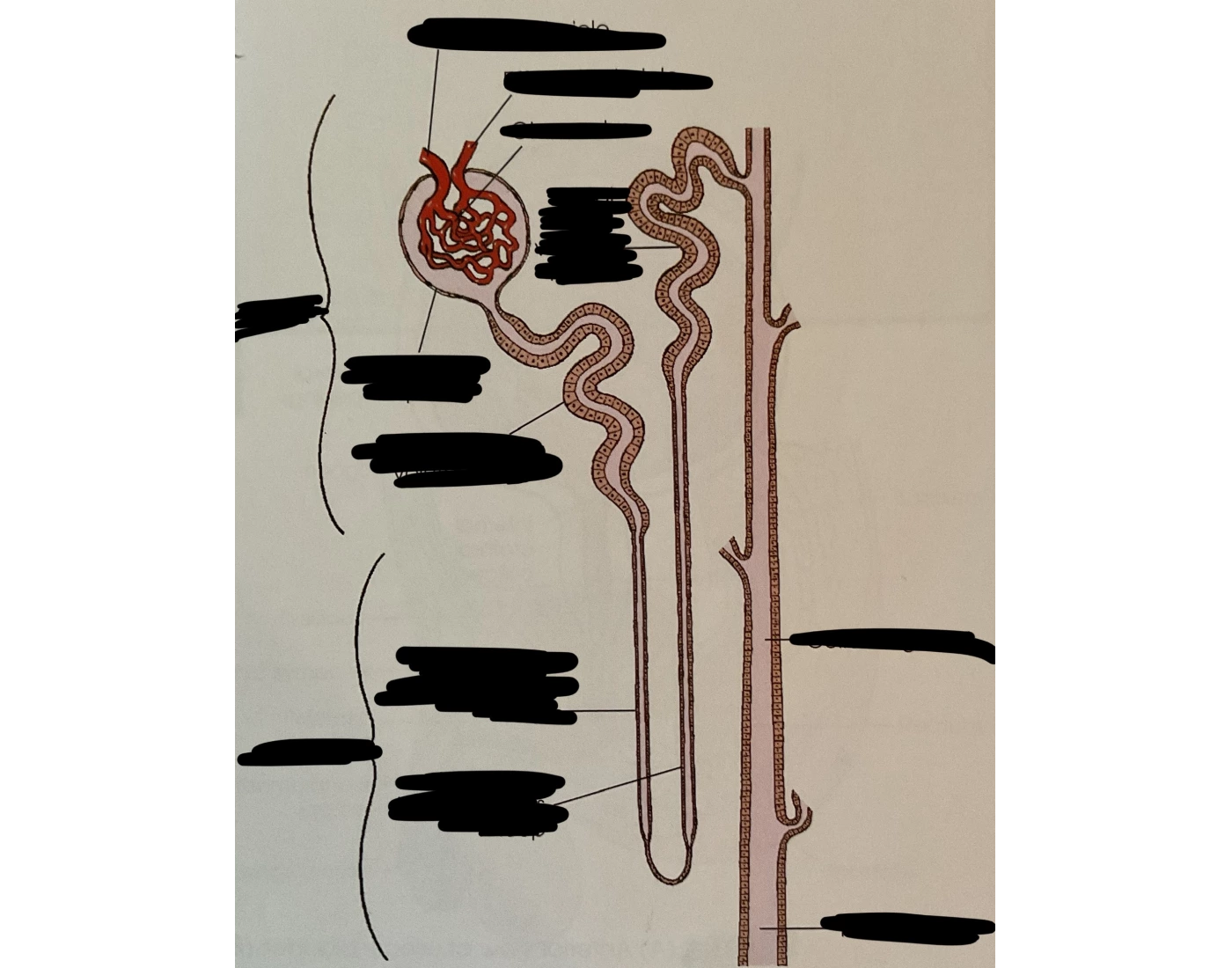 Nephron Worksheet.pdf Diagram of nephron and collecting duct — Printable Worksheet