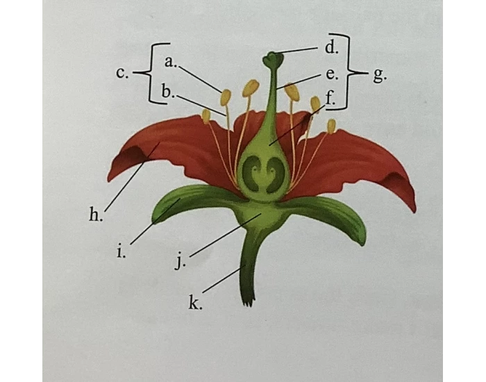 Typical Flower Structures Quiz