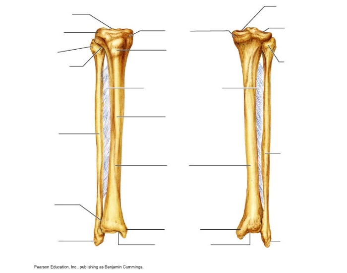 Tibia & Fibula Labeling — Printable Worksheet
