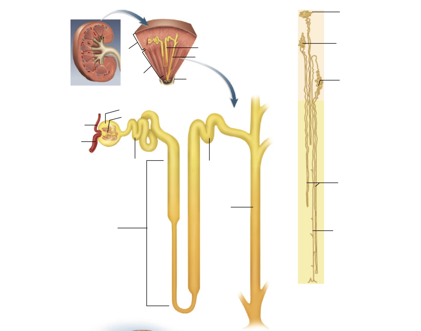 Loop Nephrogram Anatomy of the nephron loop — Printable Worksheet