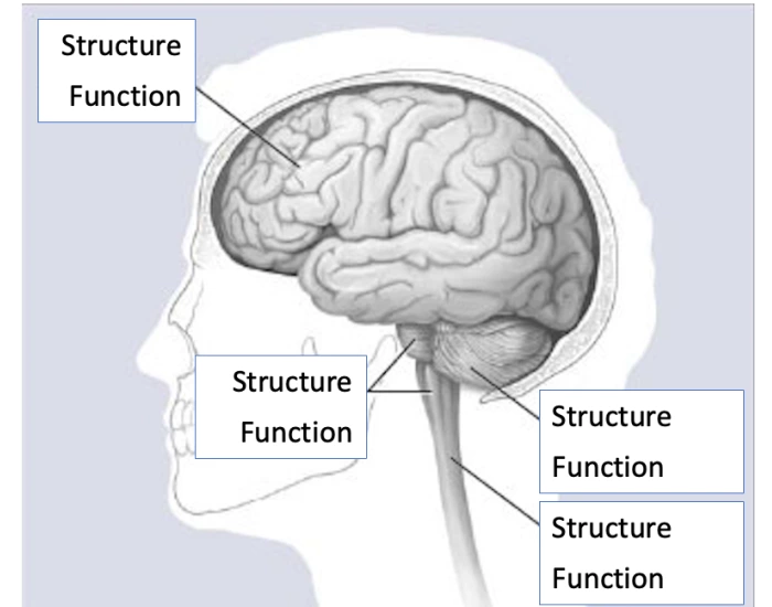 Major Brain Structures And Functions Quiz Major Brain Structures And Functions Quiz