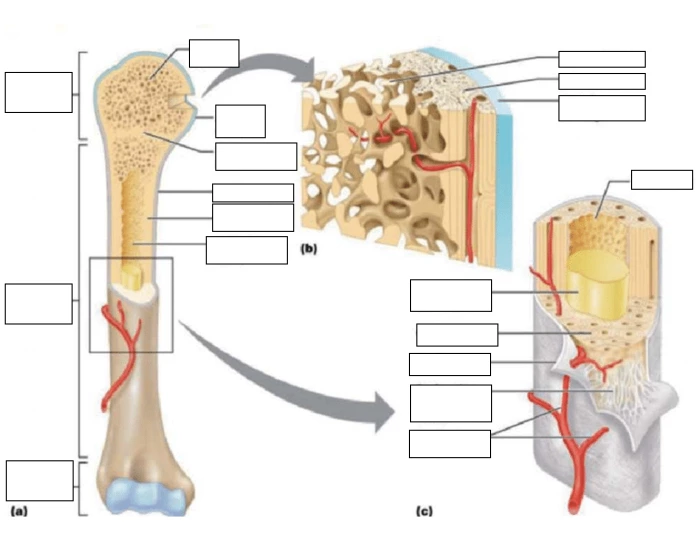 bone structure 2 Quiz