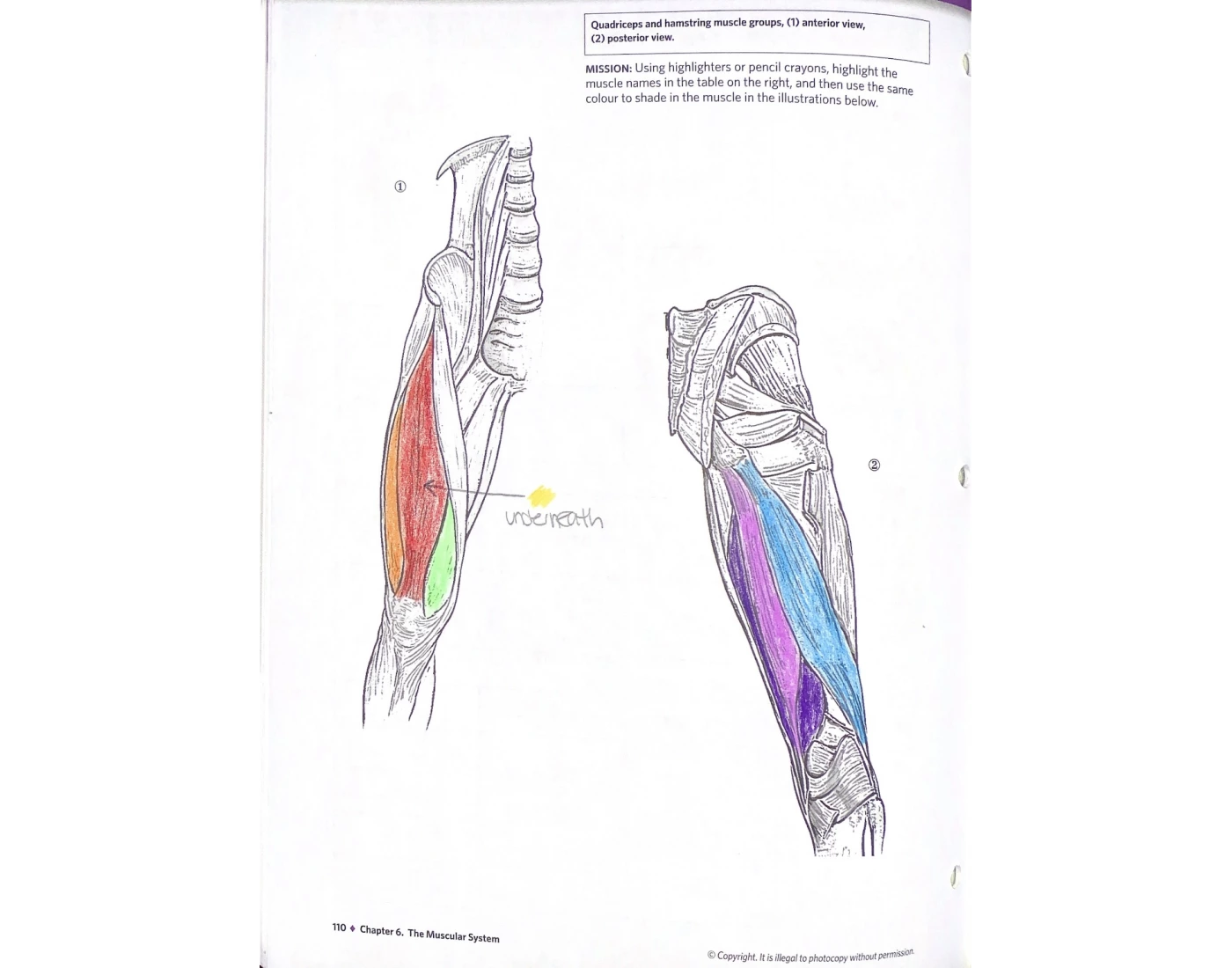 muscles-of-the-thigh-quiz