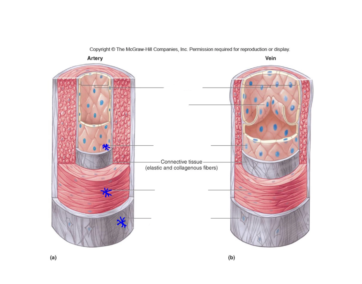 Inside of veins & arteries — Printable Worksheet