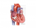 Heart Inside Anterior