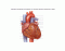 Heart Anterior