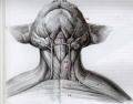 Superficial Muscles Of The Neck, Ventral View