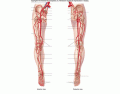 Arteries of the leg