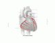 Coronary Arteries of the Heart