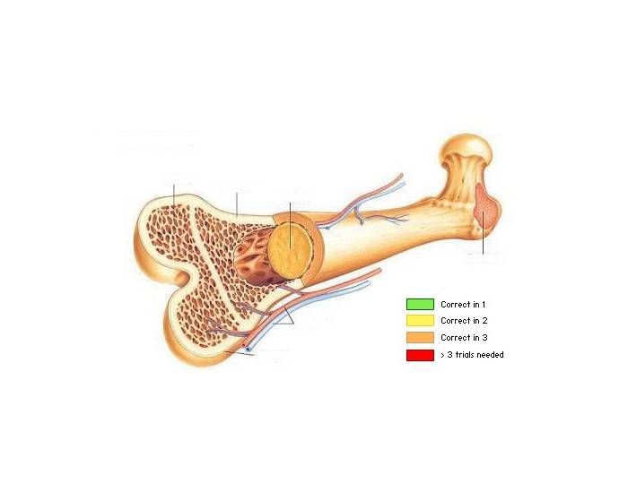 Structure of Bone Quiz