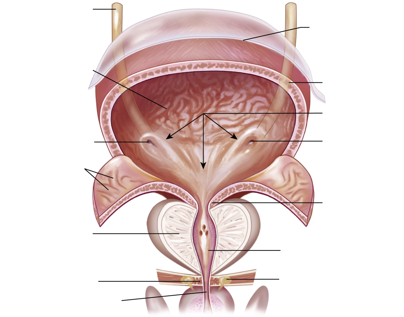 Bladder Game Bladder Quiz
