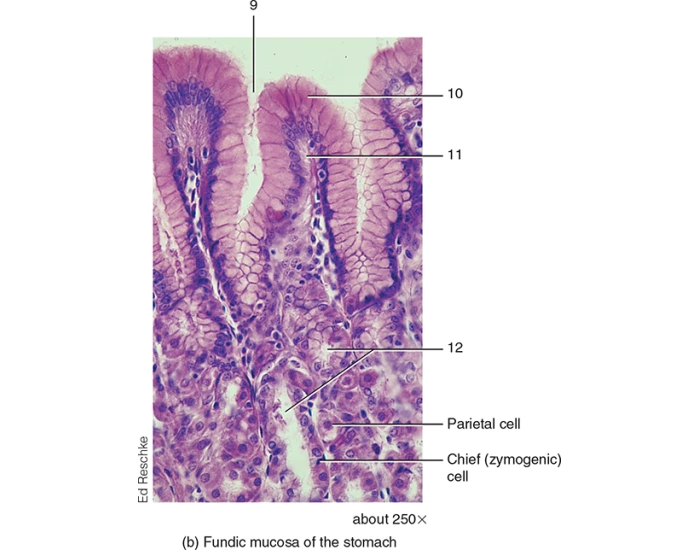 Fundic Gas Fundic Mucosa of the Stomach Quiz