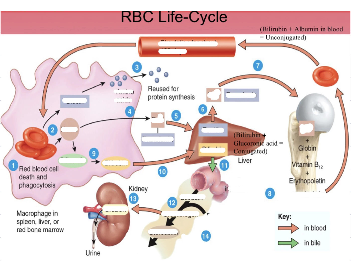 Life Rbc Formula RBC life cycle — Printable Worksheet