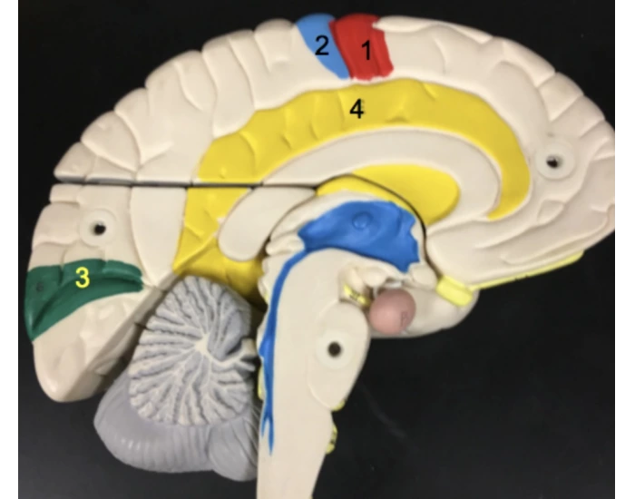 Functional brain Midsaggital view Quiz