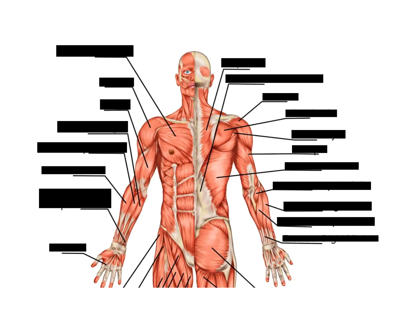 Muscles Of Upper Body Quiz