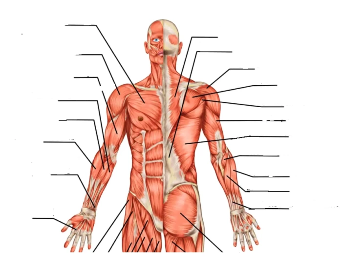 Major Upper Body Muscles Quiz