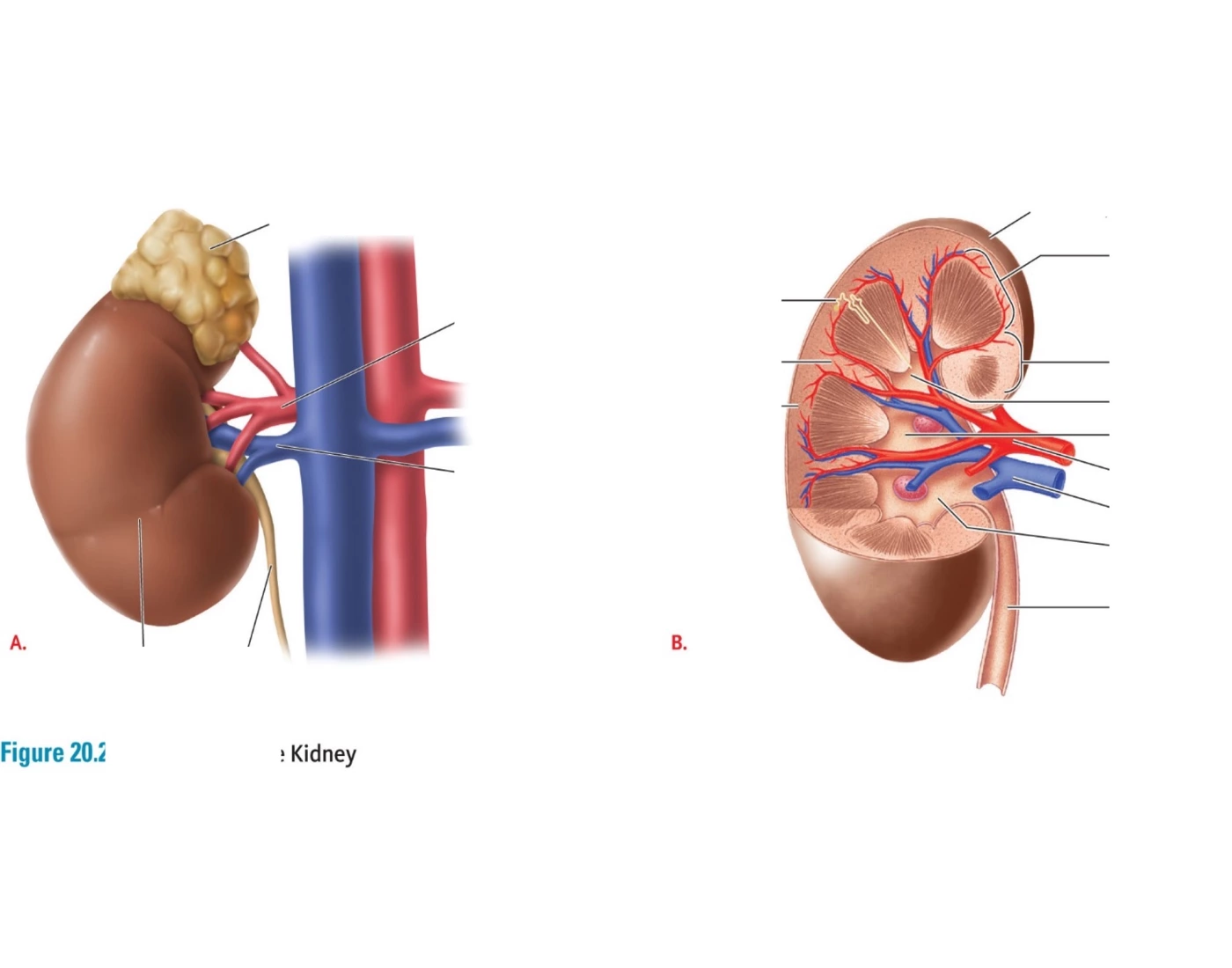 Anatomy Of Urinary System Quiz Anatomy of urinary system quiz