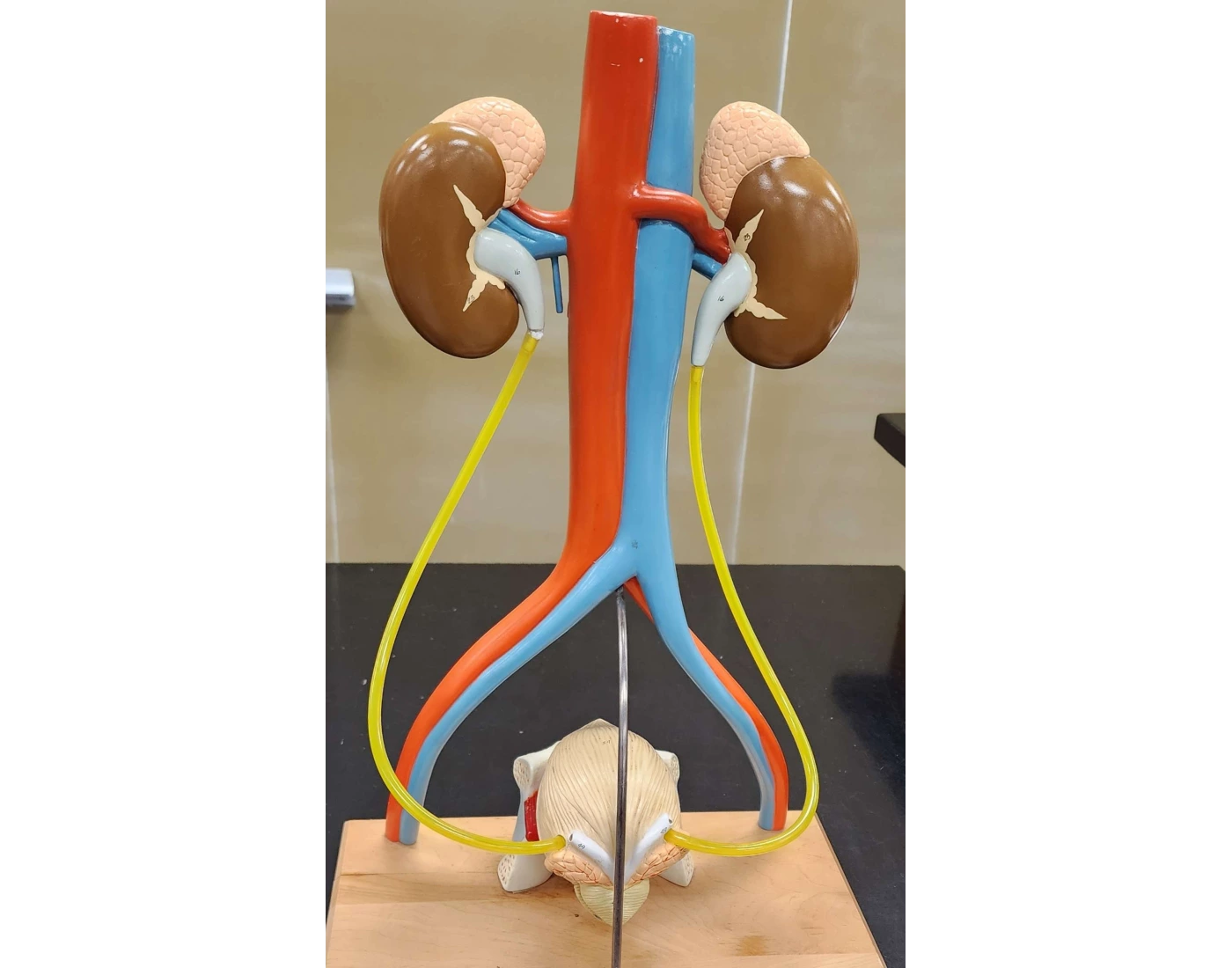 Urinary System Labelled Models Urinary System Model Labeled Quiz