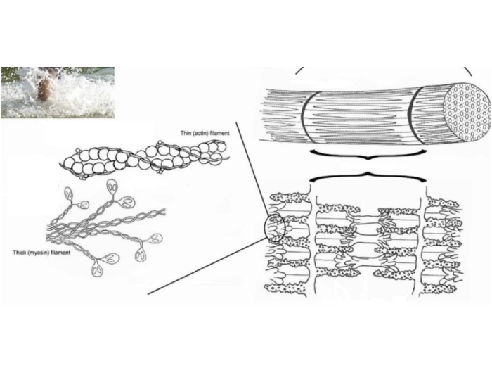 Muscle Plus Components muscle components 2 Quiz