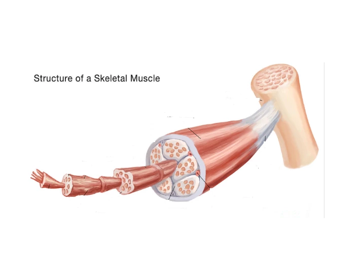 Muscle Plus Components Muscle Components Quiz