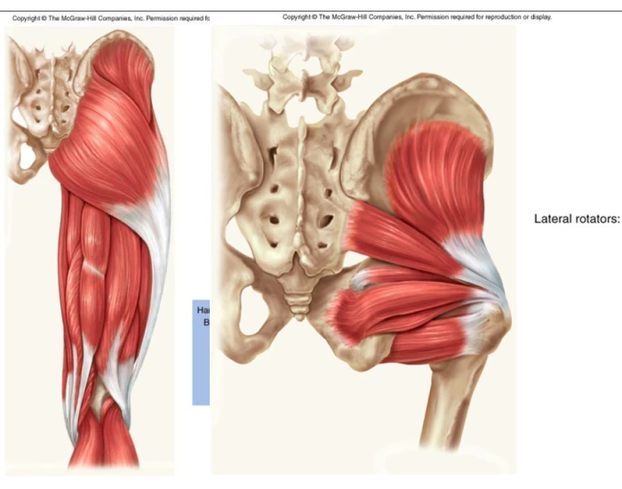 Muscles of Thigh, Hamstring, & Lateral Rotators Quiz