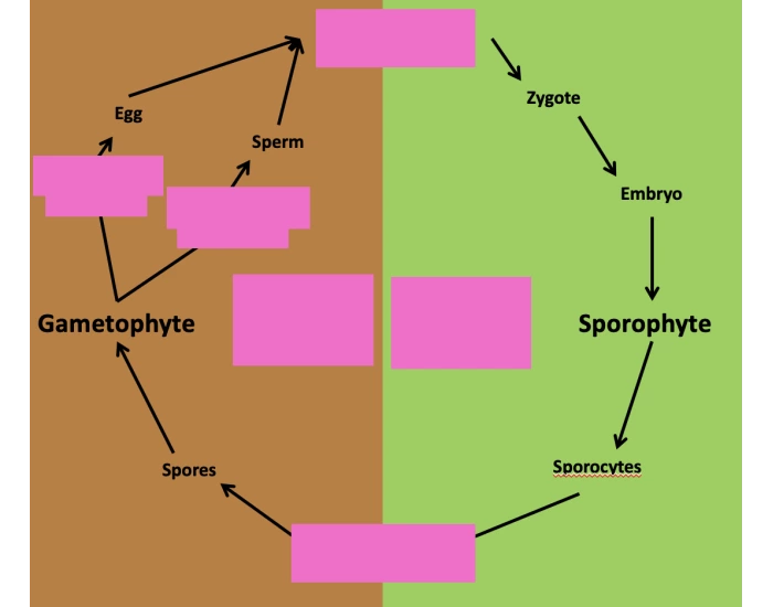 Plant Alternation of Generation Life Cycle Quiz