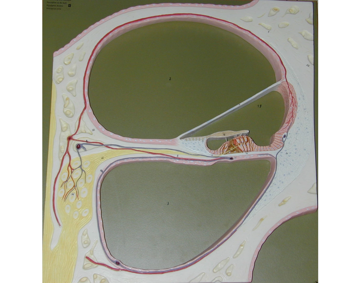 Cochlea Ear Rocks Cochlea Ear Anatomy Quiz
