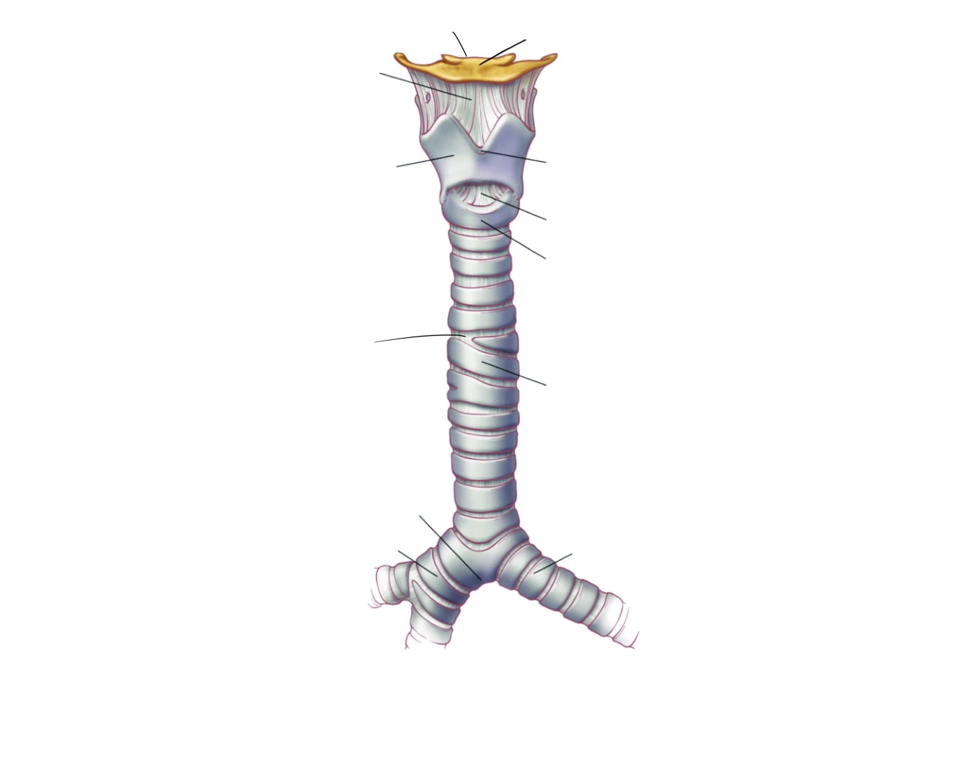 Anatomy Of Trachea Quiz anatomy-of-trachea-quiz