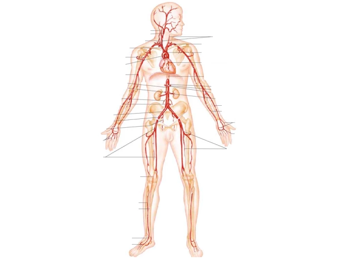 Arteries Diagram Printable Worksheet