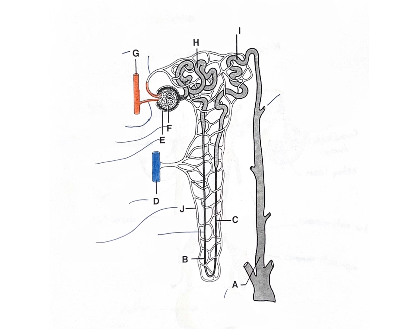 Diagram Of The Urinary System Quiz Diagram of the urinary system quiz
