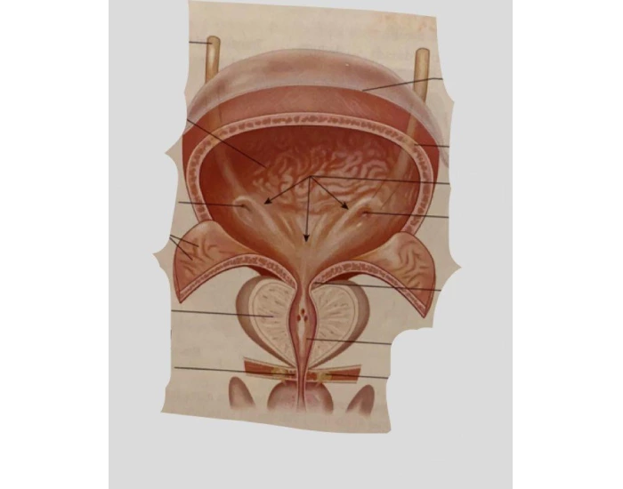 Bladder Game Urinary Bladder Quiz