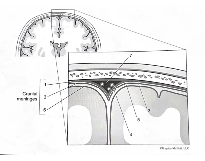 Meninges of Brain and Spinal Cord Quiz Biology Diagrams