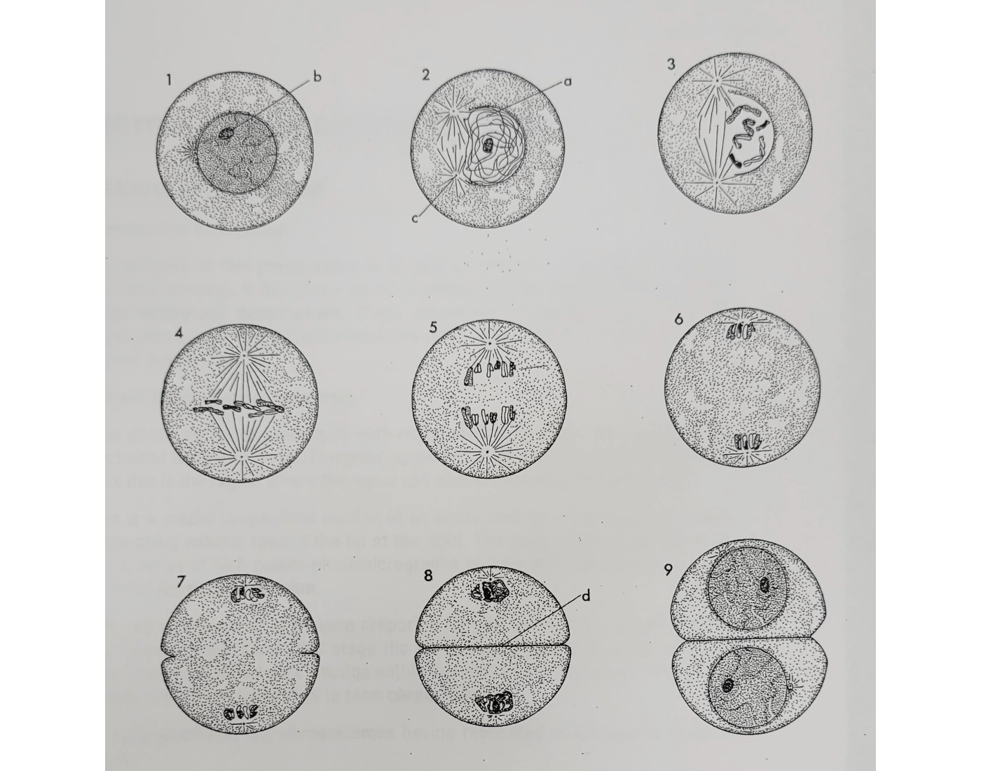Animal Mitosis Printable Worksheet