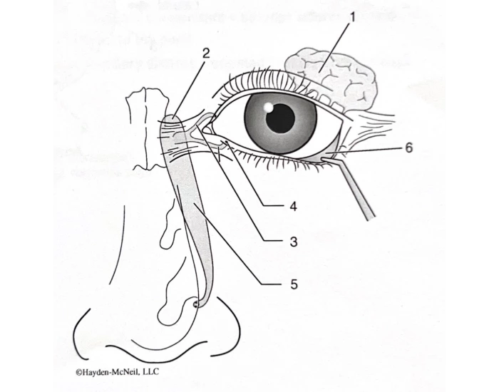 accessory-structures-of-the-eye-quiz