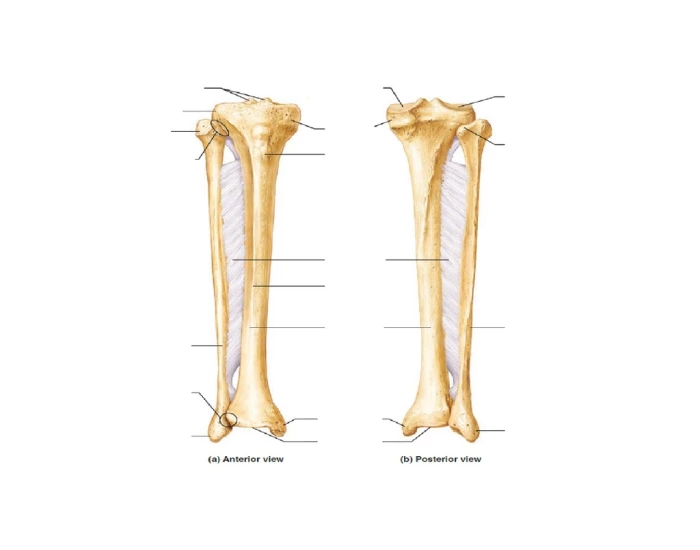 tibia and fibula features — Printable Worksheet