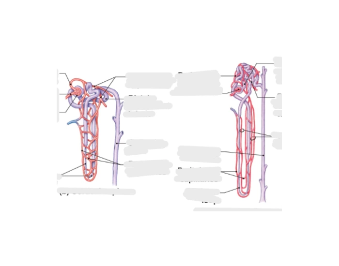 Loop Nephrogram Nephron Loop Labeling Quiz