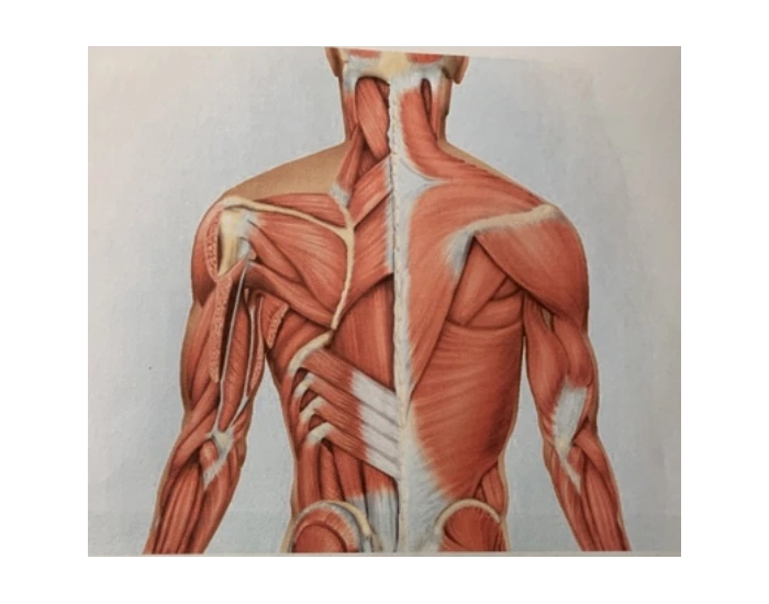 Posterior Muscles of the Shoulder Back and Arm Quiz